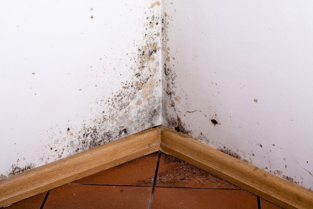 4 Ways to Prevent Mold and Mildew This Spring Master Plumbing